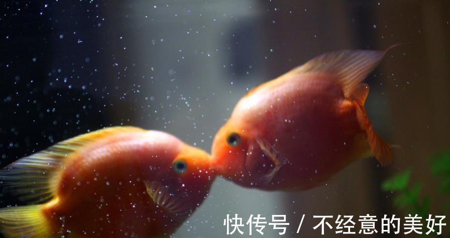 提醒:有5种鱼尽量少吃,很多人可能还不清楚,本文告诉答案