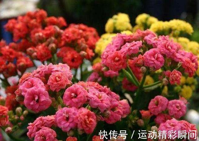 农历10月3日立冬后,养什么花?以下3种花,凤凰于飞美满家园