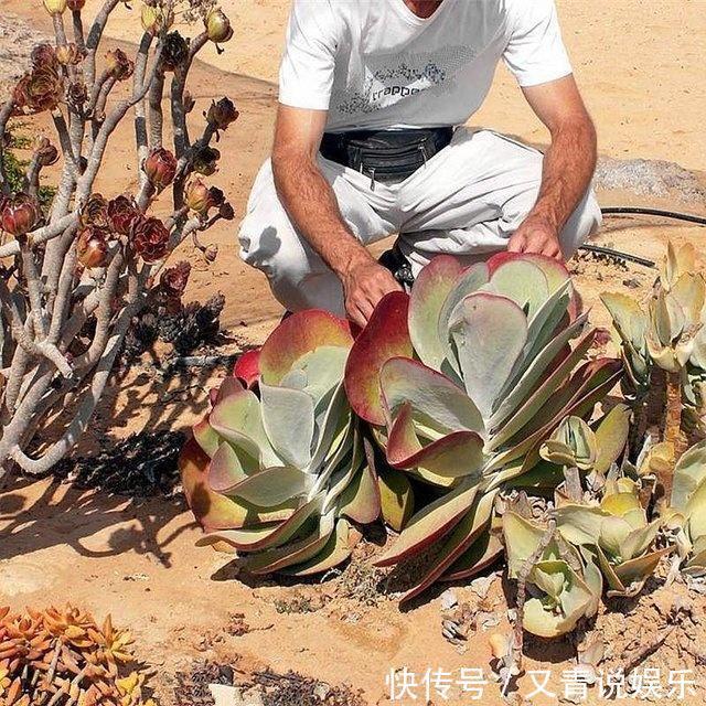 野生|户外捡来的野生多肉植物，回家养了一星期竟长成这样！