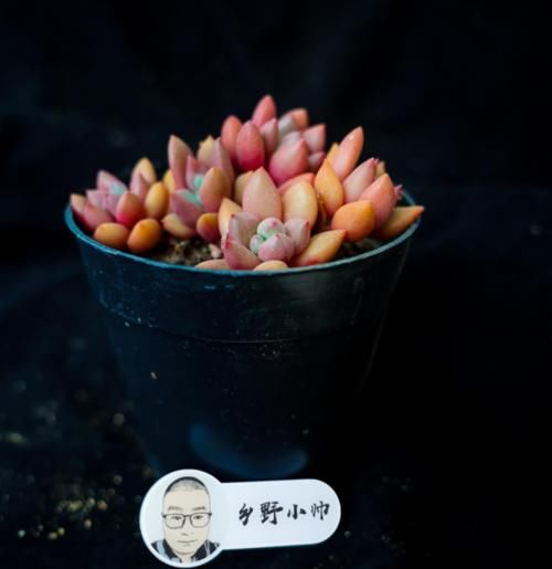 时光荏苒，让多肉成为你的诗和远方