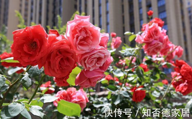 适应能力|零下20度冻不死的花草清单,种在北方小院,可多年赏花
