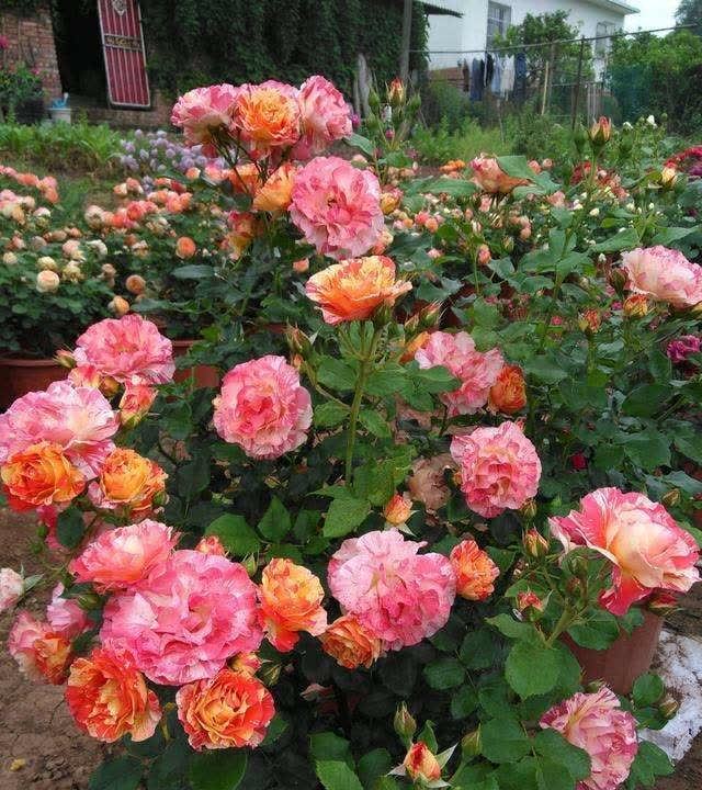 月季春天压一压,一个芽变“一排芽”,枝繁叶茂好开花