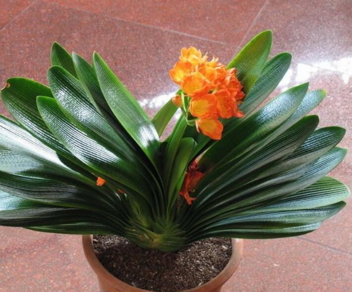 君子兰根烂了能救活吗教你3个挽救小妙招,君子兰“起死回生”