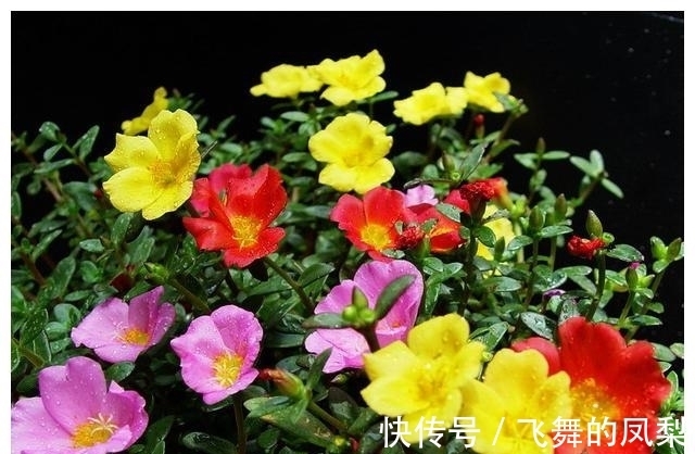 花店老板打死都不会透露的浇水秘诀,真的很管用