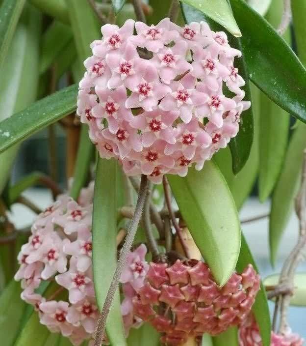 家里阳台养此款花,新手也能养爆盆,花朵烂漫迷人,美爆了