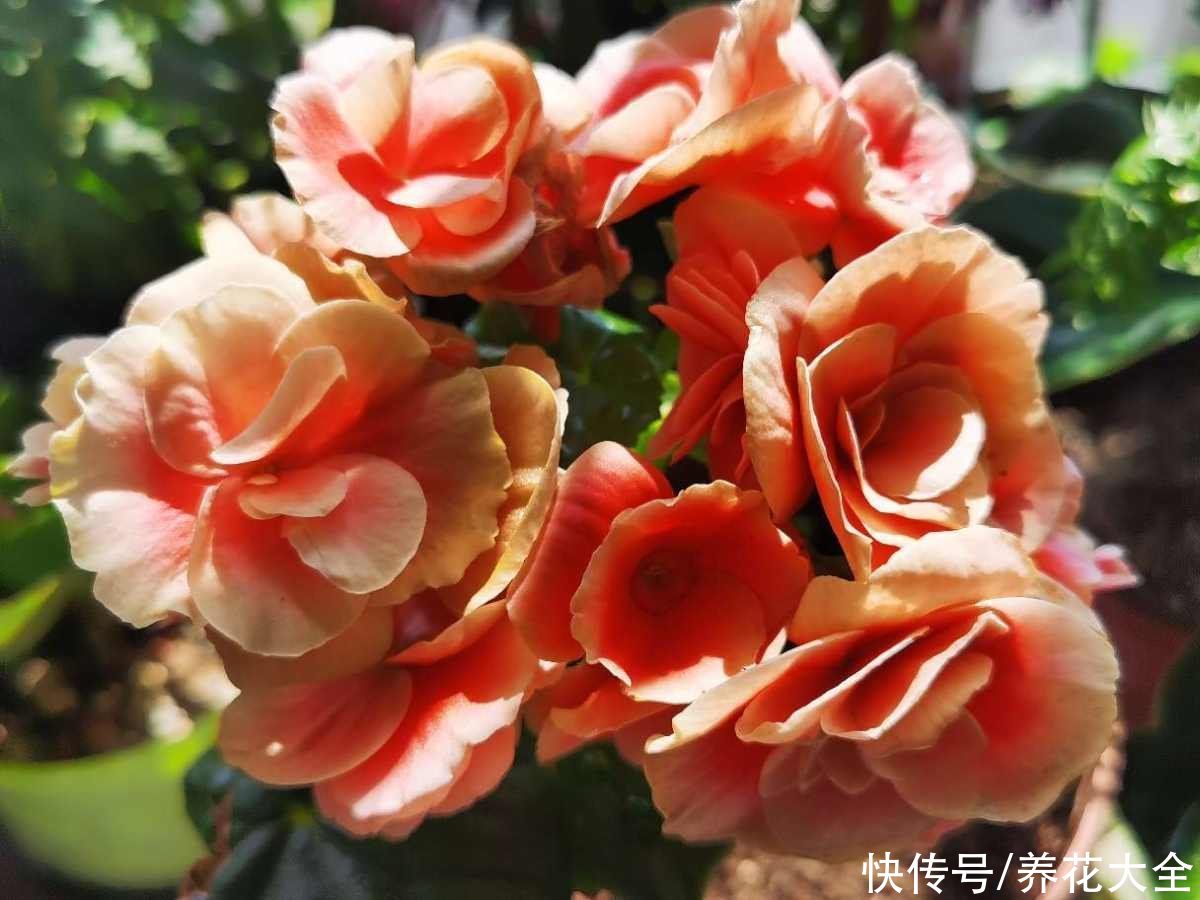 丽格海棠|3种花，夏天特容易死翘翘，别再花钱买了