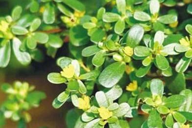 白酒|马齿笕加白酒泡一泡,白发变黑发,白发没了,秃发没了,了解一下