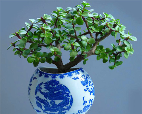 金枝玉叶|金枝玉叶也能开花教你3个养护金枝玉叶的妙招，别说没提醒