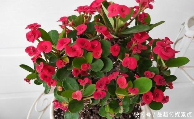 “它”才是名副其实的“开花机器”,耐寒又耐热,好养又漂亮!