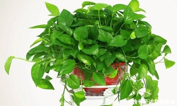 啤酒|养绿萝这点最关键,叶子绿油油,新芽蹭蹭冒,1个月爆成绿瀑布!