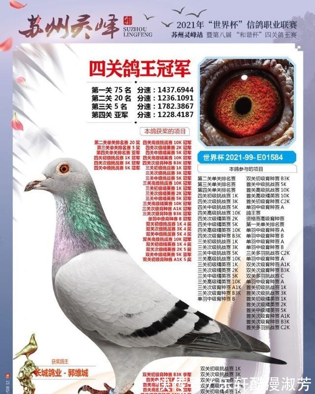 職業(yè)賽場|職業(yè)賽場哪家強且看這批2021年實力冠軍鴿王