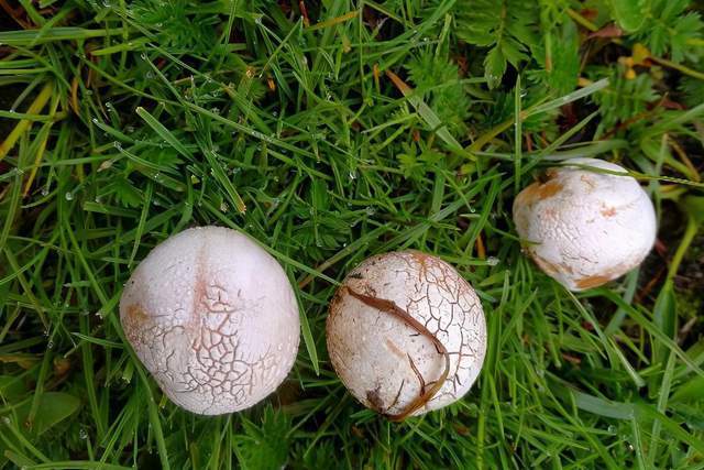 饮片新参|林间“马粪包”是个宝,能吃又可入药,看看到底有何价值