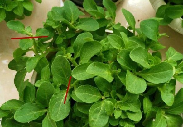 长寿花|4种花,喜欢“掐”掐得越多,就越不容易长出浓密的门户