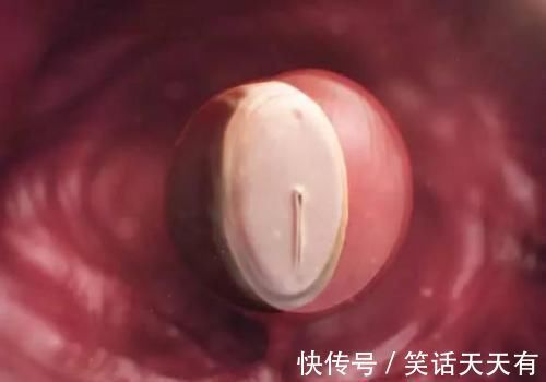 怀孕|胎儿在妈妈肚子里有“两怕”,孕早中晚期各不同,孕妈要分别注意