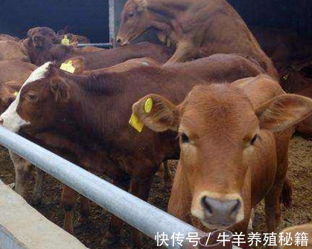肉牛|牛消化不良积食怎么办?牛胃里有积食不倒嚼用啥药?这里有好方法
