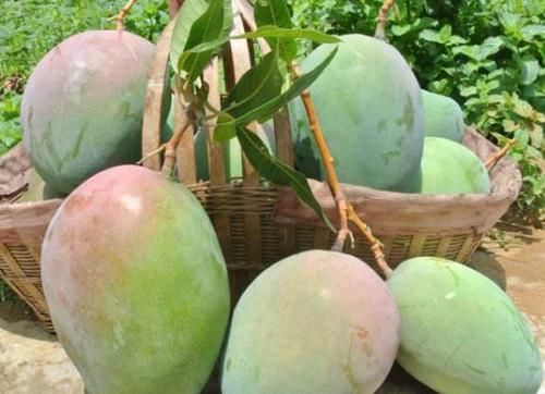 女人|女人常吃芒果對身體十分有益，與此物搭配，補充營養(yǎng)，延緩皺紋