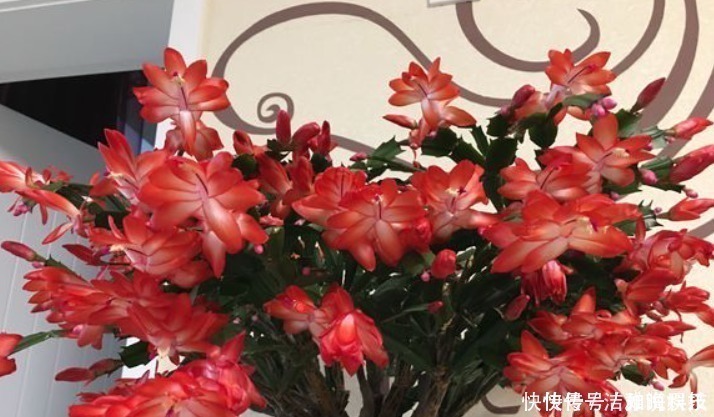 植株|5种花干养最好,植株健壮能开花,湿养会送命!