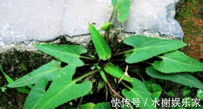 黄疸|乡下没人要的野菜,曾经不被重视,现在成了稀罕物,价值珍贵