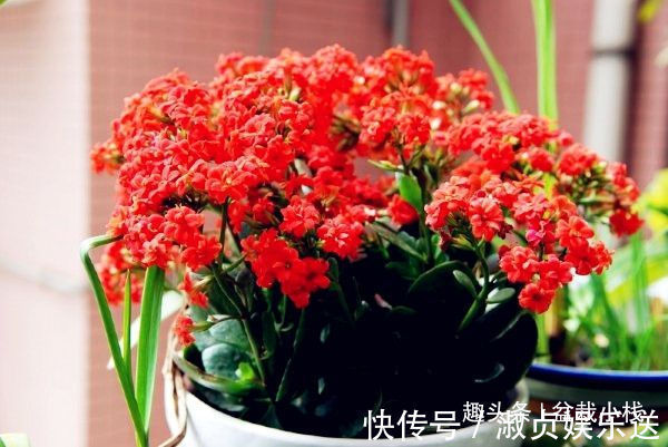 3种“喜庆花卉”,摆放在客厅,年味足观赏价值高,你在养吗