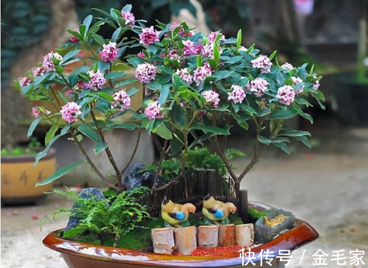 养花就养这3种!家中放1盆,满屋子都是清香,比香水好闻