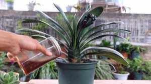 别再花钱买花肥,家家都有的1种垃圾,用来养花,养啥花都旺