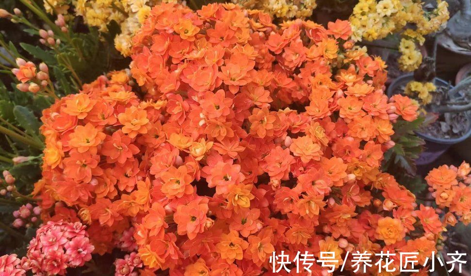 11月长寿不长花苞？给它做好“3件事”，枝条顶部全是花