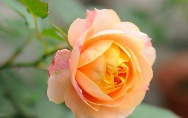 几款花卉便宜又好养，开花勤还爱爆盆，开花美极了