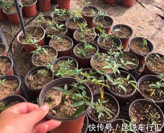 砧木|花开像月季，易爆花，-20℃冻不死，好养活不生病，比桂花香10倍