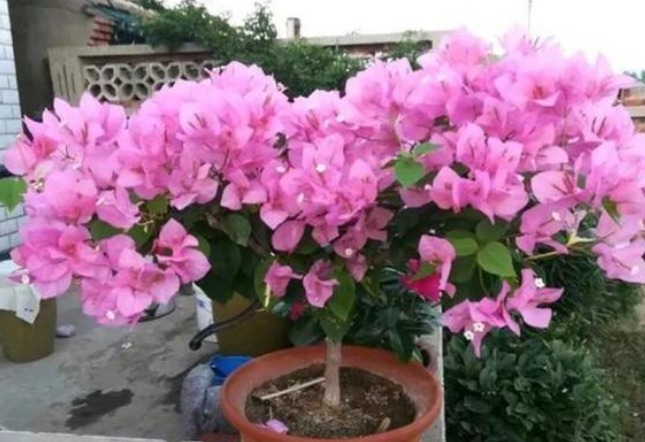 富二代最喜欢的3种花，不仅大气有档次还显财气，真是越养越有钱