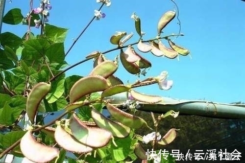 肚子|晚上吃几口，湿气的“死对头”，湿毒除的一干二净，肚子也平了！