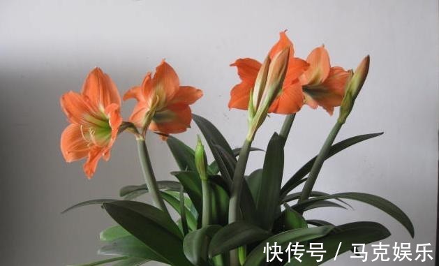 此“激素”别乱用,用“错”植物不生长,用一盆扔一盆