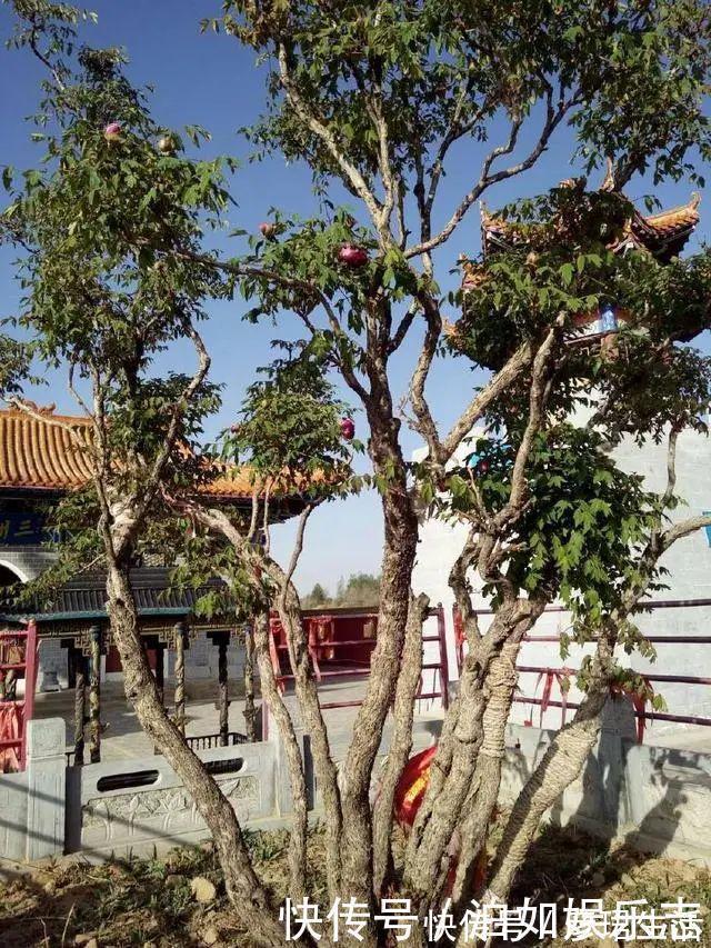 雍容华贵|这些植物“老寿星”,个个能活100岁,泼辣无比,比人还长寿