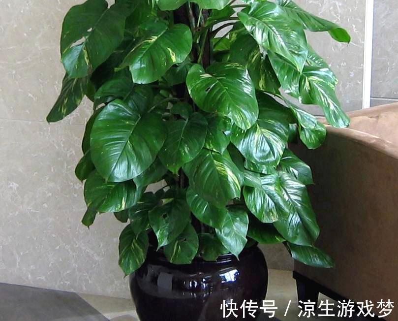 这3样绿植净化空气的效果不输专业仪器,难怪城里人家家都养