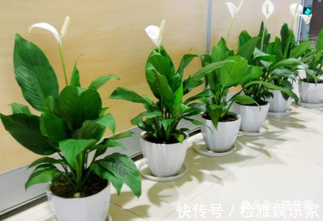 叶片|8种“喜水花”，不怕浇死了，越浇水长得越旺，手不勤养不活