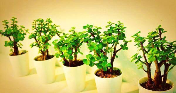 金枝玉叶怎么越养叶子越少了,该怎么养掉叶子已经不叫金枝玉叶了