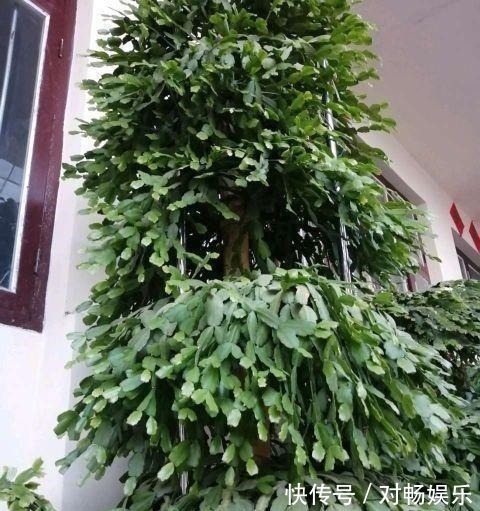 花草|这三种花再喜欢也不能夏天买,不好养难伺候,买回来就后悔