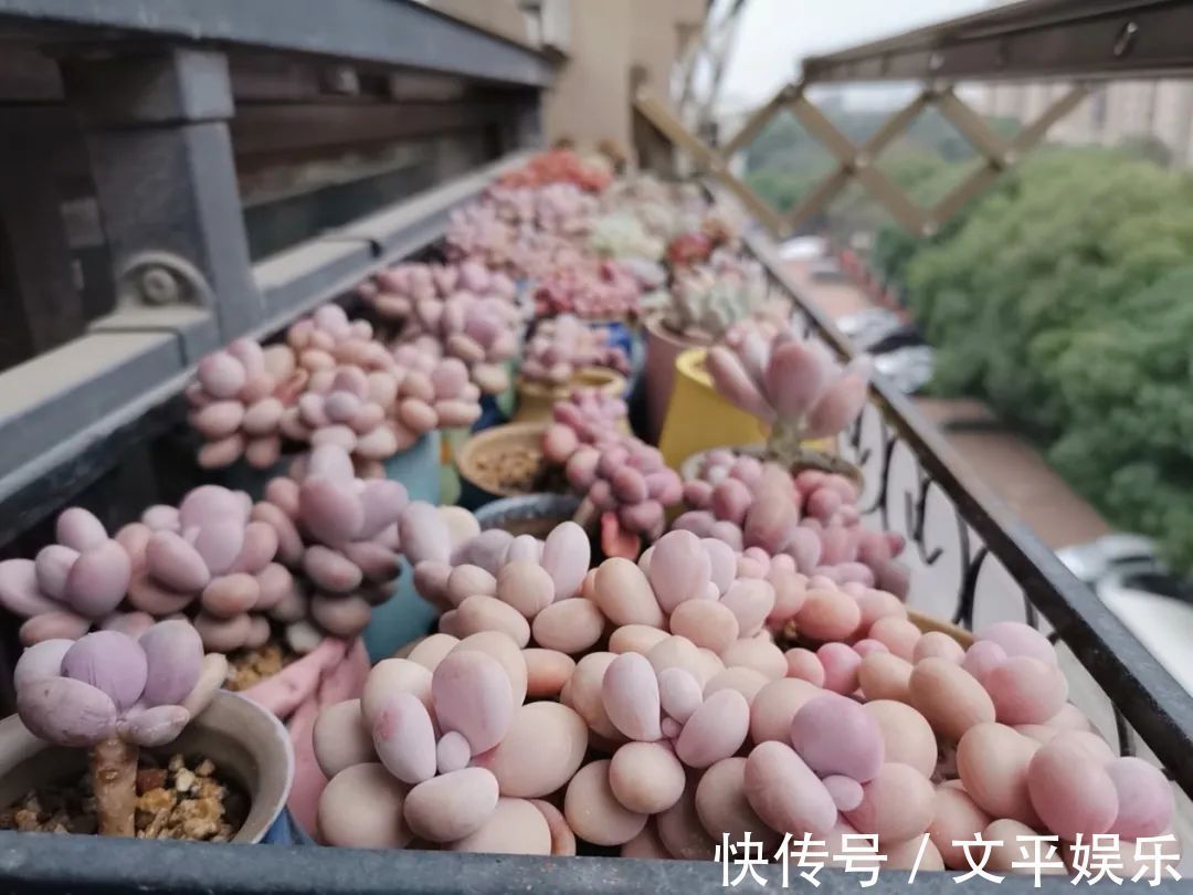一组逆袭成功的多肉给它时间,它就会给你好看!