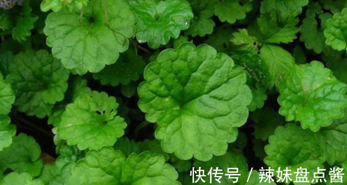 活血丹|这种野草叫做活血丹,农村老人也叫它透骨风,你们知道有啥价值吗