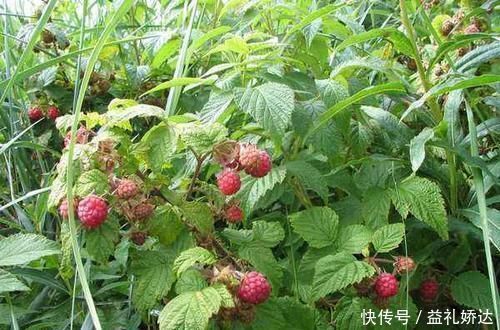 缺口|种一次收30年,维C含量很高,市场缺口很大,农民:种了谁买