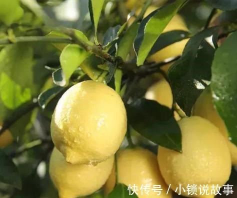 3种果树养“阳台”,水果再贵也不怕,自己种的有,想吃就去摘