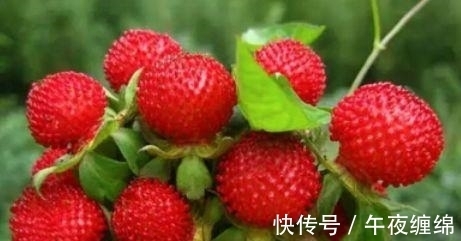 价值|农村一种野果,很多人不敢吃,却不知价值如此珍贵