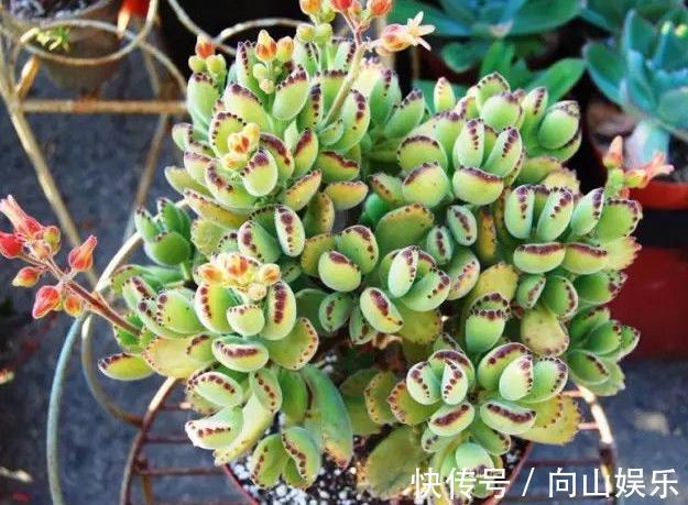 养多肉熊童子,不碰就掉叶子,你知道为什么,该怎么抢救吗