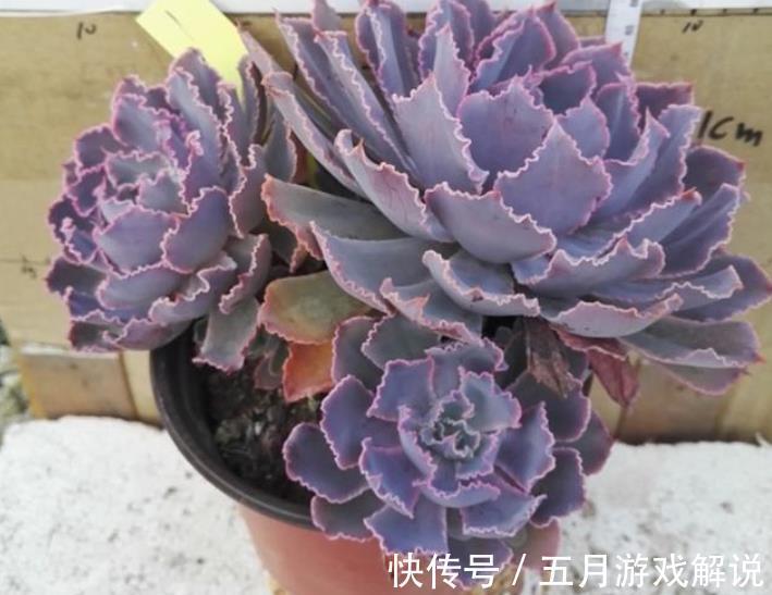 养多肉晚霞之舞,牢记掌握4个要点,叶片肥美自带仙气,美极了