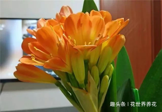 养君子兰，摆放有讲究，错放4位置，叶片发黄打蔫长不好！