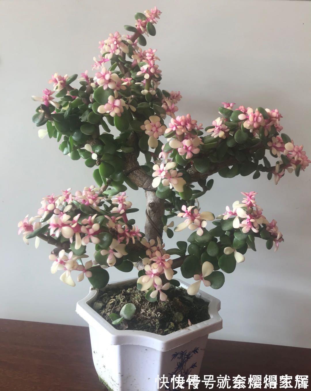 盆栽|有些树比玉树马齿苋更有价值,养成老桩能卖上万元