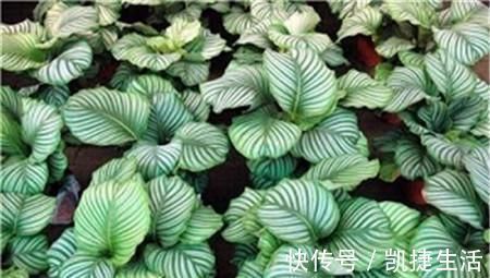 天凉了,室内养上几种花,耐阴又好养,随便养养越长越美!