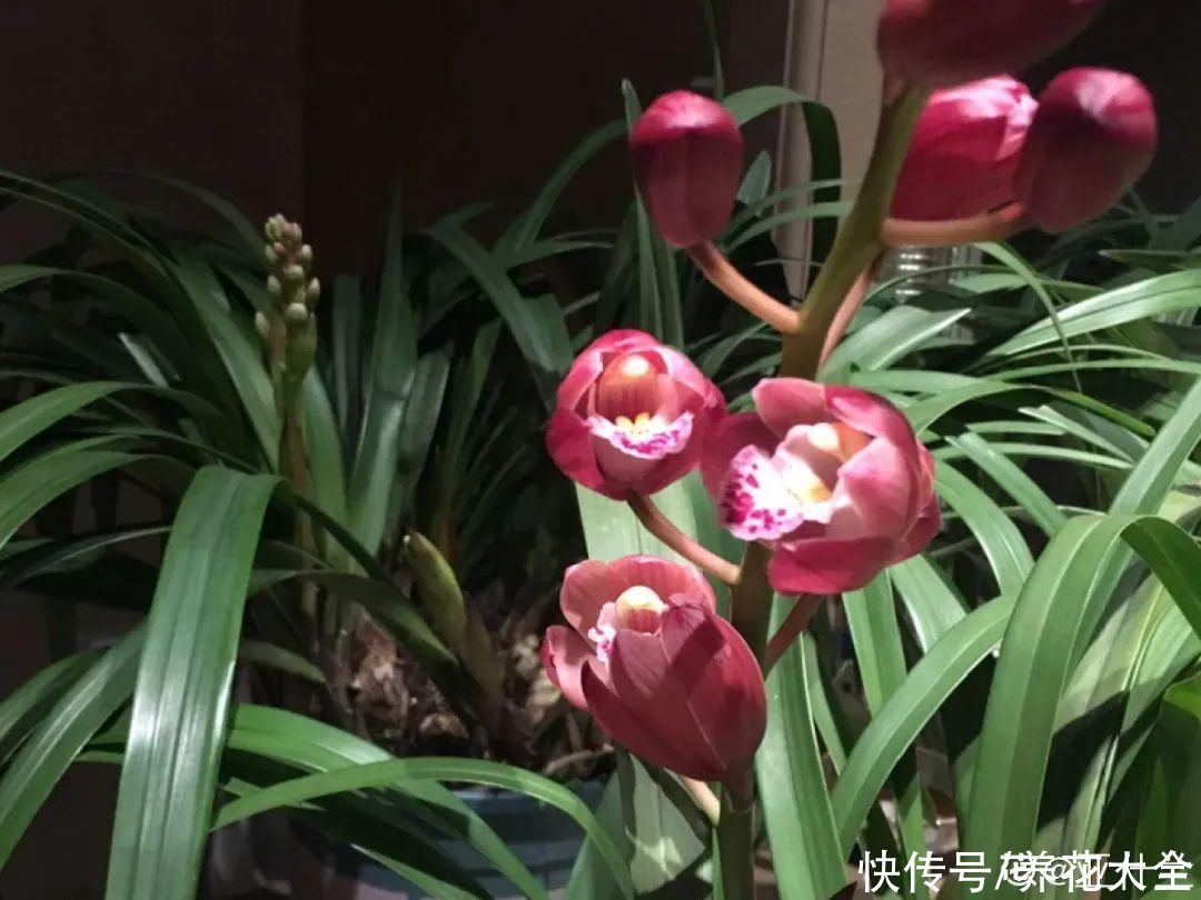 9种花是富贵命，必须大盆养，小盆养会憋死