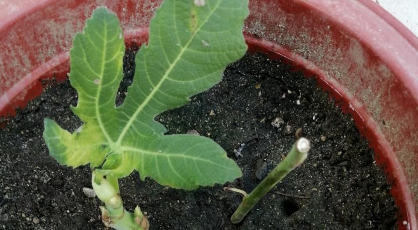 无花果盆栽实用性强，观赏兼食用，扦插打理格外省劲省心