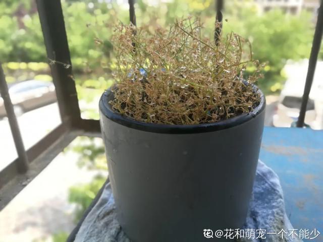 雨水|10种不能淋雨的花，淋完雨就死，盆栽养花注意事项