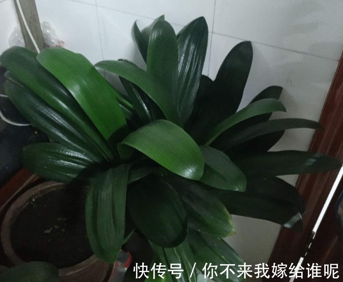 君子兰3大养护难题,一次性给你解决,今年准时开花!